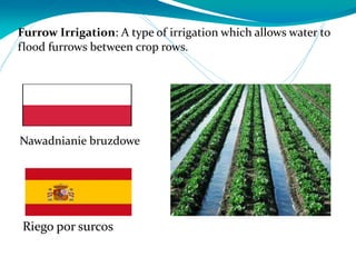Furrow Irrigation: A type of irrigation which allows water to
flood furrows between crop rows.
Riego por surcos
Nawadnianie bruzdowe
 
