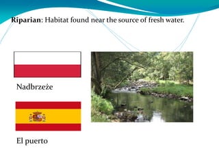 Riparian: Habitat found near the source of fresh water.
El puerto
Nadbrzeże
 