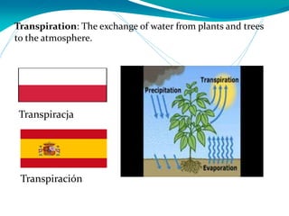 Transpiration: The exchange of water from plants and trees
to the atmosphere.
Transpiración
Transpiracja
 