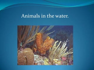 Animals in the water.

 