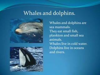 Whales and dolphins.
Whales and dolphins are
sea mammals.
They eat small fish,
plankton and small sea
animals.
Whales live in cold water.
Dolphins live in oceans
and rivers.

 