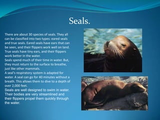 Seals.
There are about 30 species of seals. They all
can be classified into two types: eared seals
and true seals. Eared seals have ears that can
be seen, and their flippers work well on land.
True seals have tiny ears, and their flippers
work better in the water.
Seals spend much of their time in water. But,
they must return to the surface to breathe,
just like other mammals.
A seal's respiratory system is adapted for
water. A seal can go for 40 minutes without a
breath. This allows them to dive to a depth of
over 2,000 feet.
Seals are well designed to swim in water.
Their bodies are very streamlined and
their flippers propel them quickly through
the water.

 