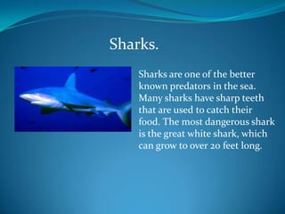 Sharks.
Sharks are one of the better
known predators in the sea.
Many sharks have sharp teeth
that are used to catch their
food. The most dangerous shark
is the great white shark, which
can grow to over 20 feet long.

 