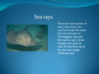 Sea rays.
There are many species of
rays in the ocean. Sea
rays fly through the water
like birds through air.
The biggest rays are
the manta rays. Some
mantas can grow to
over 25 feet from tip to
tip, and can weigh
3,000 pounds.

 