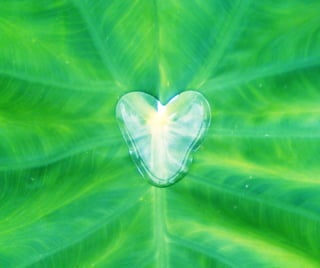 Water Heart on Leaf