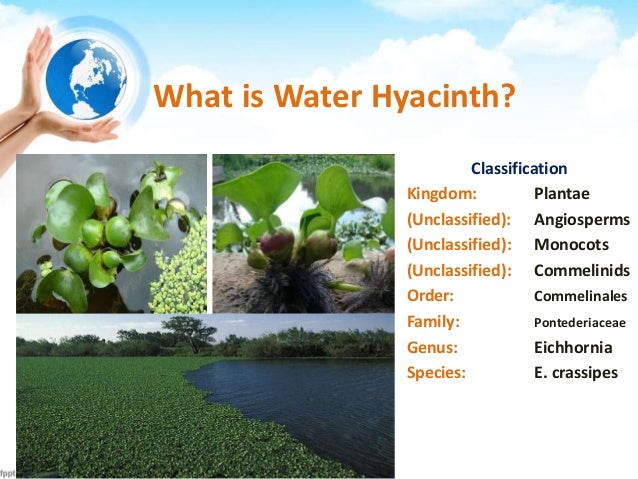 Lake victoria, Confronting The Water Hyacinth
