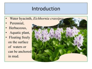 Water hyacinth (Eichhornia crassipes) | PDF