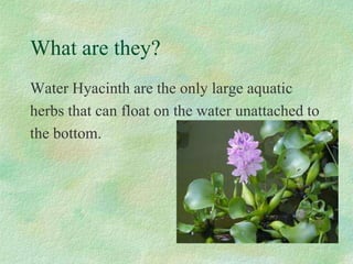 What are they?
Water Hyacinth are the only large aquatic
herbs that can float on the water unattached to
the bottom.
 