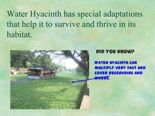 Water Hyacinth has special adaptations
that help it to survive and thrive in its
habitat.
Water Hyacinth can
multiply very fast and
cover reservoirs and
rivers.
Did you know?
 