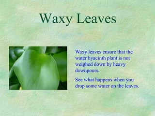 Waxy Leaves
Waxy leaves ensure that the
water hyacinth plant is not
weighed down by heavy
downpours.
See what happens when you
drop some water on the leaves.
 