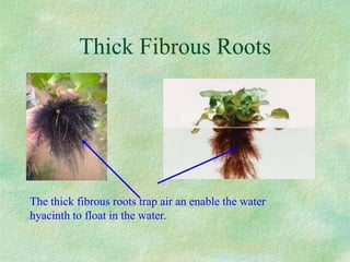 Thick Fibrous Roots
The thick fibrous roots trap air an enable the water
hyacinth to float in the water.
 