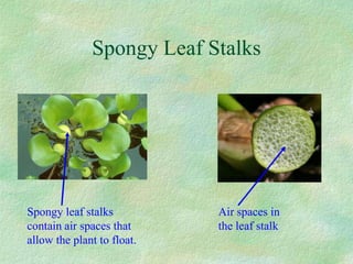 Spongy Leaf Stalks
Spongy leaf stalks
contain air spaces that
allow the plant to float.
Air spaces in
the leaf stalk
 