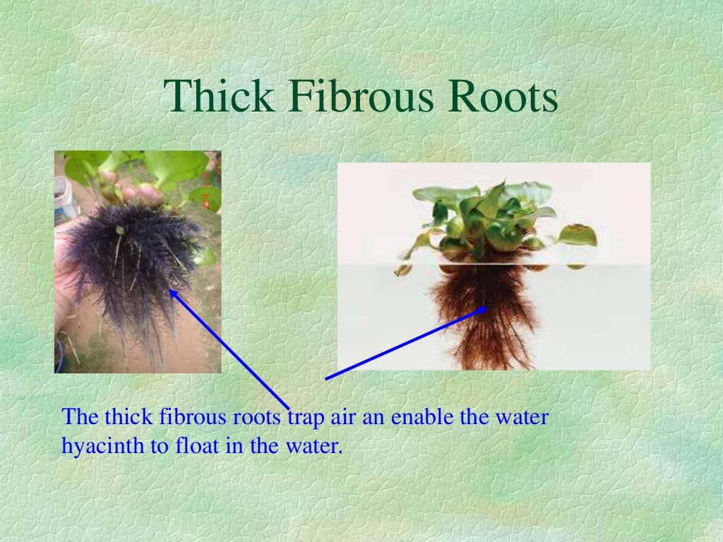 Water hyacinth Facts