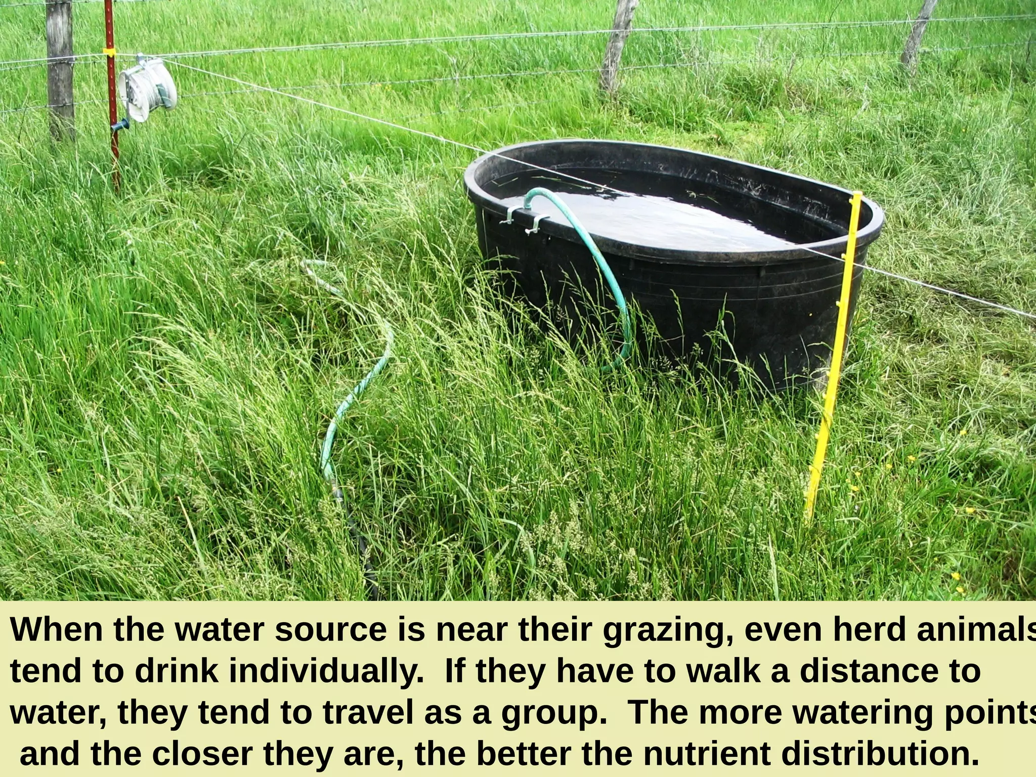 When the water source is near their grazing, even herd animals
tend to drink individually. If they have to walk a distance to
water, they tend to travel as a group. The more watering points
and the closer they are, the better the nutrient distribution.

 