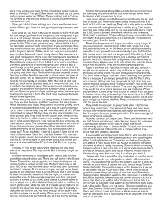 work. They want a sea pond for the breeding of oyster spat. So                   Another thing about these little sub-tidal fences and screens
what do they do? They go 50 feet above sea level, dig out dams,               for collecting long-shore drift is that other things arrive here:
and pump sea water up 50 feet. They are doing that in Tasma-                  broken up shell, sometimes by tons.
nia. Or they go into the sea and build a wall out at tremendous                  I was on an island recently that was originally very low pH and
maintenance cost.                                                             has an acidic soil. They have been carting limestone onto it by
    If you get hold of these saltings, and there are thousands of             boat for I don't know how long. They built a jetty with stone base,
acres of them, you have the best goose grazing areas you ever                 and they are still carting limestone in on this jetty. Yet I looked
saw.                                                                          over the side of this jetty, and by my best estimate, there might
    Now what do you have in the way of plants for here? For salt              be 1,100 tons of broken shell there, which is just limestone.
flat tidal range, you have front line plants, the mangroves, if you           Shell, itself, is salable in 50 pound bags to any responsible chick-
are in a hot enough climate. On these salt marshes, you have                  en keeper. It is quite expensive. It is a continually renewable re-
various little fat plants at your grass roots.                  is a great    source of good lime for fields.
goose fodder. This is real goose country, where I think a lot of                 These little longshore drift traps can collect many things. If
our domestic geese breeds come from. If you want to go into a                 you look closely at natural things in this tide range, like a log
very small industry, you can make                     pickles, which sell     that washed ashore, or an old wreck, or an old boat moldering
well in England. A host of little plants out here are quite useful.           away there, and you walk around and study it, you find that the
You can plant here salt marsh honey plants. Sea lavender is a                 tide comes in and out, and the longshore drift builds up. A deep
very good honey plant. There is an interesting plant,                  . It   and permanent pond forms there, and a shallow permanent
is called cord grass, used for weaving those fancy seat chairs.               pond in front of it. Nobody had to dig those, and nobody has to
The old timers made cord from it. But it is far more important                maintain them. All you have to do is to direct the tide into these
than that. Spartina is a heavy seed producer, and it is also a                scour-hole situations. They are excellent growing ponds.
great forage crop for geese, and the base food for most of the                   Again, if you have the right title, or lease title, you can put in
cool water fish. No              , no bluefish. It is a nurse ground for      simple barrier systems, which may be fences or logs, or any-
the young and their food. The bluefish industry depends on the                thing you can drag there. You can produce permanent ponds.
             and the           depends on there never being an oil            You don't have to dig or maintain them. One thing that grows in
spill. So I advise you to collect some Spartina seed and send it              there is octopus. If you simply provide the pots for them, they
down to me as rapidly as possible. After the next oil spill, I will           are occupied. At low tide they are ponds; at high tide, they are
send you back some                  seed, at a very minimal cost. It is       slightly flooded. Octopus have no place to rest in this whole situ-
a northern hemisphere plant. That environment is totally unoc-                ation, and it is full of little mollusks. They can't dig caves in there.
cupied in the southern hemisphere. It doesn't have a plant in it.             They would like to be there because they eat mollusks. When
Without              , you don't have quahaugs either, because your           you give them a pond, they have a place to breed. If you put pots
quahog zone comes in here. We don't have quahaugs because                     in there--ordinary clay pots--each pot has an octopus in it. When
we don't have              .                                                  the tide comes in, these hundreds of octopus come out of their
    When we come down into the sea grasses, it is very interest-              pots and go out and eat shellfish. They come home and go back
ing. They are the              and the               , the eel grasses.       into the pot at low tide.
These are basic sea foods. They absorb nutrients quickly. I think                They will do this as soon as you provide pots. I don't know
it has been calculated that if you put a bag of super-phosphate               where they come from. They apparently have just been swim-
out to them, in three days they will have absorbed all of it. When            ming all over those browsing lands, looking for somewhere to
composted for about 10 days, they are the best insulation ma-                 live. It is a good octopus growing situation. It is also a very good
terial you can get. They shed all their upper part, which comes               place for growing sponges.
ashore by the tons, either in autumn or early summer, depend-                    Now you can start to play around. There can be barrier fenc-
ing on what variety they are. They heat up like fury when you pile            es, drift fences, pond scour holes. We can design for ourselves
them on your carts. The composting process burns out a lot of                 a complicated system which scours water and is self-
things that are on sea grasses that otherwise stink, while it                 maintaining, and brings in broken shells. You just combine a se-
leaves the frame of the sea grass. It is a chocolate color, fi-               ries of fairly natural drift events into a complex of fish trap,
brous stuff. As an insulation material, it doesn't have any of the            scour hole and growing situation.
risks of the mineral fibers. And they last forever. You can use                  It is enjoyable working around down there. We do a lot of it in
that for garden mulch, but not where there are cattle, because                miniature to start with, taking little logs down and watching the
they eat it. Put it straight on and forget about salt, unless you             effect, building little fences. Then when you feel as though you
are in a location with below 20 inch rainfall. Put it on sopping              are getting it right, scale them up. Always be looking along the
wet.                                                                          shoreline at what is really happening. Observe when something
    Possibly, in this whole estuary the eelgrass will only blow               happens--where a reef runs out, or a log strands--because there
ashore at one place. This is probable. But it is easily caught on             are lots of forces at work, and lots of material on the move all
fences.                                                                       the way along here. You can bring it to where you want it.
    It will be necessary to investigate your client's title. Ancient             I believe also that it would be very productive to run the same
grant titles extend to low tide. There are still some in the United           thing that we would run in large dams, what I call sub-surface
States. Titles which are not grants, but freehold--they are not               dams. This would permit some of the waters, just for a while, to
Crown charters--will go to high tide. Modern titles may be set                remain as quite water. I believe we could create large
back 100 or so feet from the beach which has been converted                   fields intertidally. The condition required for              is a period
into beach reserve. At the same time you can get, under lease,                of still water, not too much run of tide. I think that we could
access to the intertidal zone. It is not difficult, and is very cheap.        greatly increase the productivity of intertidal sand flows by in-
At least in Australia, everybody has the right, no matter who                 stalling shallow still-water systems. This I do know: in a tidal river
leases the area, to take a single eelgrass load. It is real good              that fills at high tide, where a natural barrier occurs in it, like a
stuff and it is free to you. If you don't collect it, it either blows in-     stone dike, that area will be full of            and full of fish. It is
land or wisps out, a silica skeleton that just helps to build up the          very simple to duplicate that system by constructing leaky walls,
beach plants a bit, while the rest of it breaks up and returns as             just rubble walls. These are not dams. On open coastlines, you
mud into the channels and goes back to the sea. It probably fer-              don't find            . When the            get mussels attached to
tilizes the sea further out. We have enough of this stuff in the              them, and shrimp move into there, a whole series of events
world to insulate the world, safely. When you convert it to insula-           start to take place. It is a fascinating area to play with, that salt
tion you have put it to permanent use, at a big energy savings.               marsh to low tide.
 