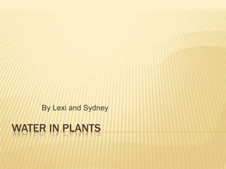 Water In Plants By Lexi and Sydney 