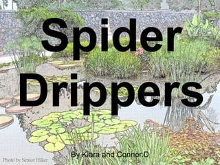 Spider
Drippers
By Kiara and Connor.D
 