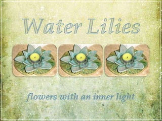 WaterLilies flowers with an inner light 