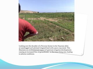 Looking over the shoulder of a Peruvian farmer in the Huarmey delta
at waterlogged and salinised irrigated land with a poor crop stand. This
illustrates an environmental impact of upstream irrigation developments
causing an increased flow of groundwater to this lower-lying area, leading
to adverse conditions.
 