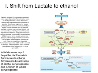 initial decrease in pH helps the plant to switch from lactate to ethanol fermentation
by activation of alcohol dehydrogena...