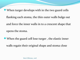 When turger develops with in the two guard cells
flanking each stoma, the thin outer walls bulge out
and force the inner walls in to a crescent shape that
opens the stoma.
When the guard cell lose turger , the elastic inner
walls regain their original shape and stoma close
Beira H.Meressa , 2008
 