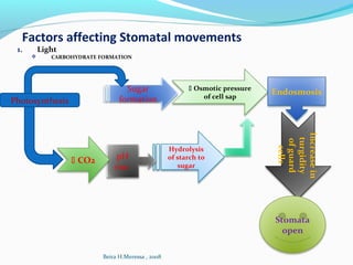 Factors affecting Stomatal movements
1. Light
 CARBOHYDRATE FORMATION
Sugar
formation
 Osmotic pressure
of cell sap
Endosmosis
Increasein
turgidity
ofguard
cells
Stomata
open
Photosynthesis
Hydrolysis
of starch to
sugar
pH
rise
 CO2
Beira H.Meressa , 2008
 