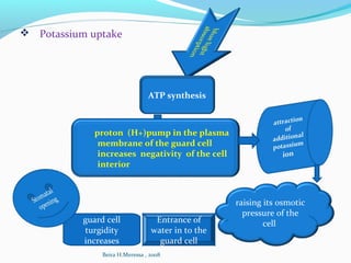  Potassium uptake
ATP synthesis
proton (H+)pump in the plasma
membrane of the guard cell
increases negativity of the cell
interior
raising its osmotic
pressure of the
cellEntrance of
water in to the
guard cell
guard cell
turgidity
increases
Beira H.Meressa , 2008
 