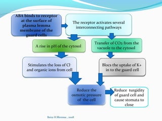 The receptor activates several
interconnecting pathways
ABA binds to receptor
at the surface of
plasma lemma
membrane of the
guard cells
A rise in pH of the cytosol
Transfer of CO2 from the
vacuole to the cytosol
Stimulates the loss of Cl-
and organic ions from cell
Blocs the uptake of K+
in to the guard cell
Reduce the
osmotic pressure
of the cell
Reduce turgidity
of guard cell and
cause stomata to
close
Beira H.Meressa , 2008
 