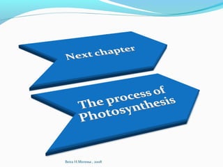 Beira H.Meressa , 2008
 