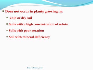 Does not occur in plants growing in:
Cold or dry soil
Soils with a high concentration of solute
Soils with poor aeration
Soil with mineral deficiency
Beira H.Meressa , 2008
 