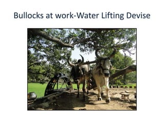 Bullocks at work-Water Lifting Devise
 