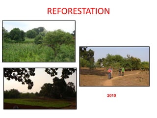 REFORESTATION
 