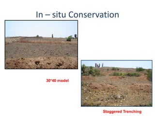In – situ Conservation




  30*40 model




                 Staggered Trenching
 