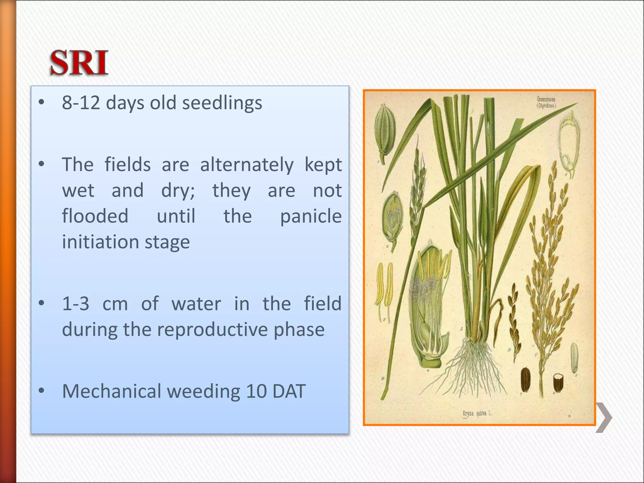 • 8-12 days old seedlings
• The fields are alternately kept
wet and dry; they are not
flooded until the panicle
initiation stage
• 1-3 cm of water in the field
during the reproductive phase
• Mechanical weeding 10 DAT
 