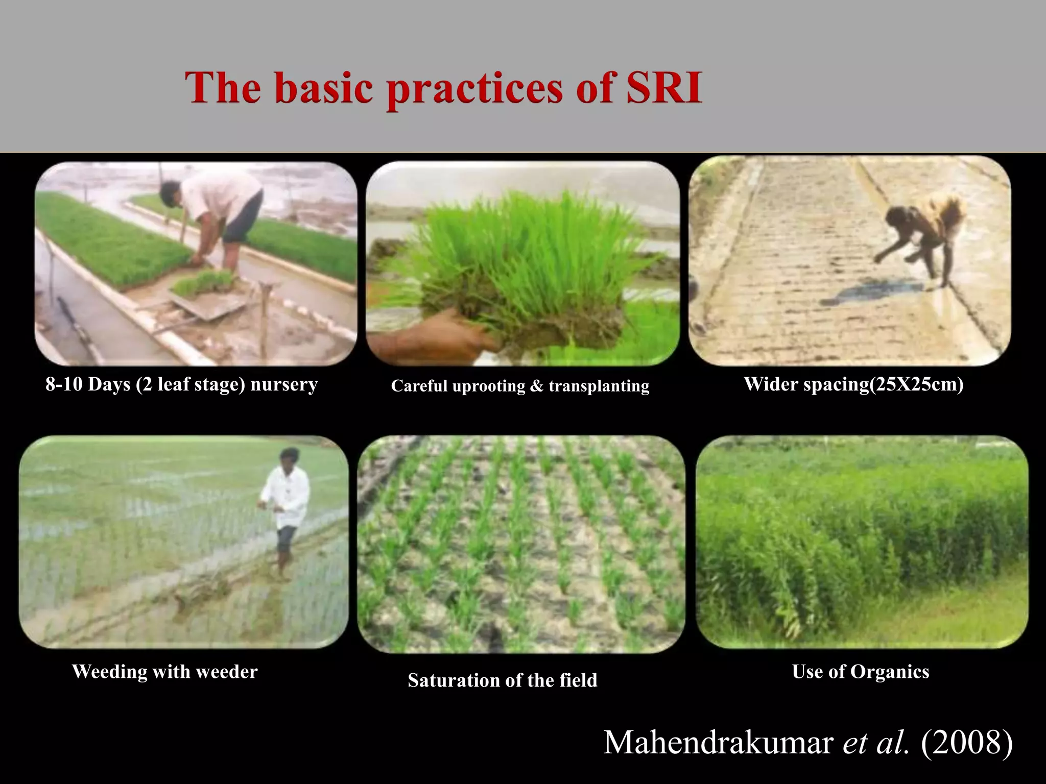 8-10 Days (2 leaf stage) nursery Careful uprooting & transplanting Wider spacing(25X25cm)
Weeding with weeder Saturation of the field Use of Organics
Mahendrakumar et al. (2008)
The basic practices of SRI
 