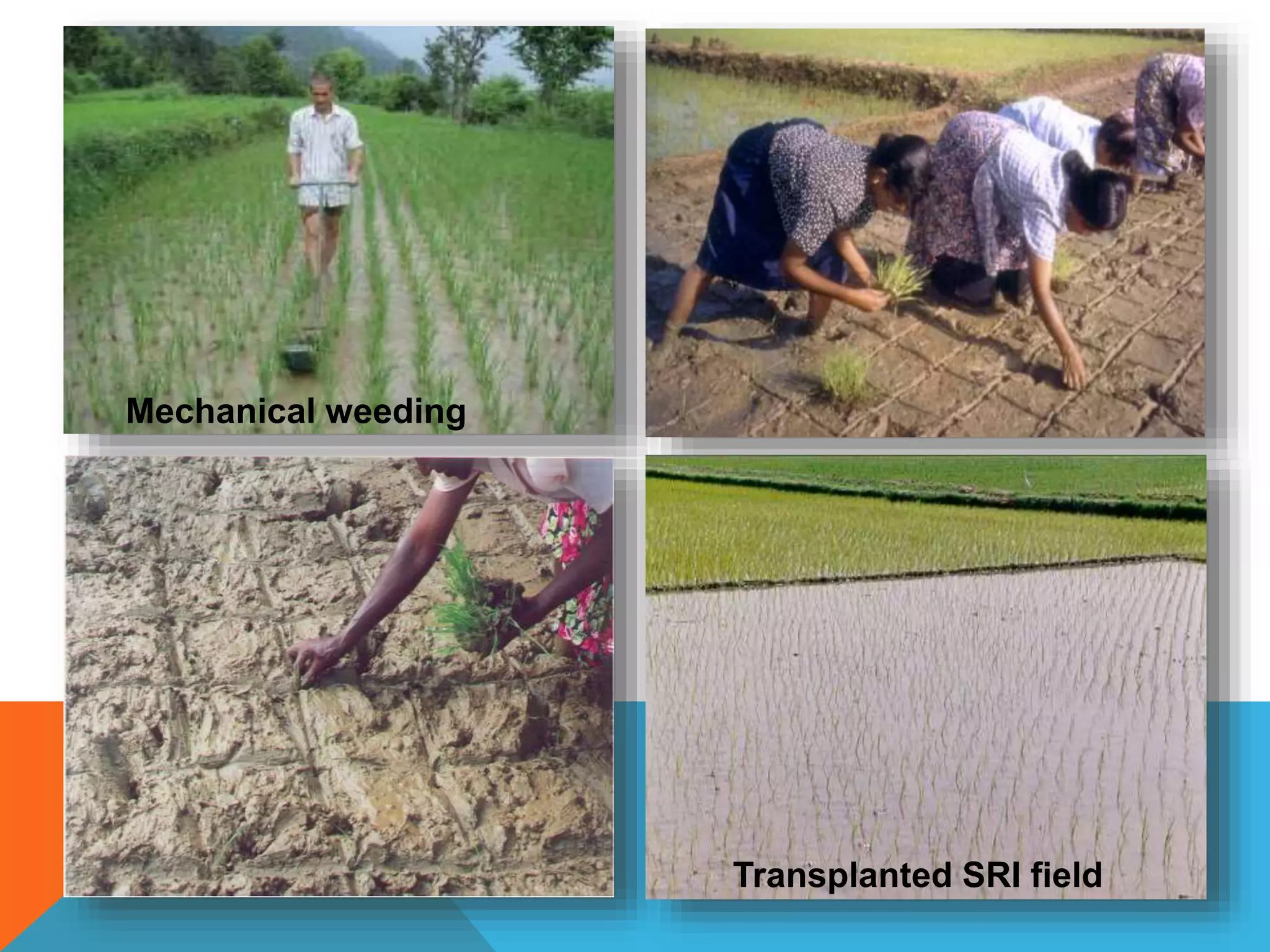 Mechanical weeding
Transplanted SRI field
 