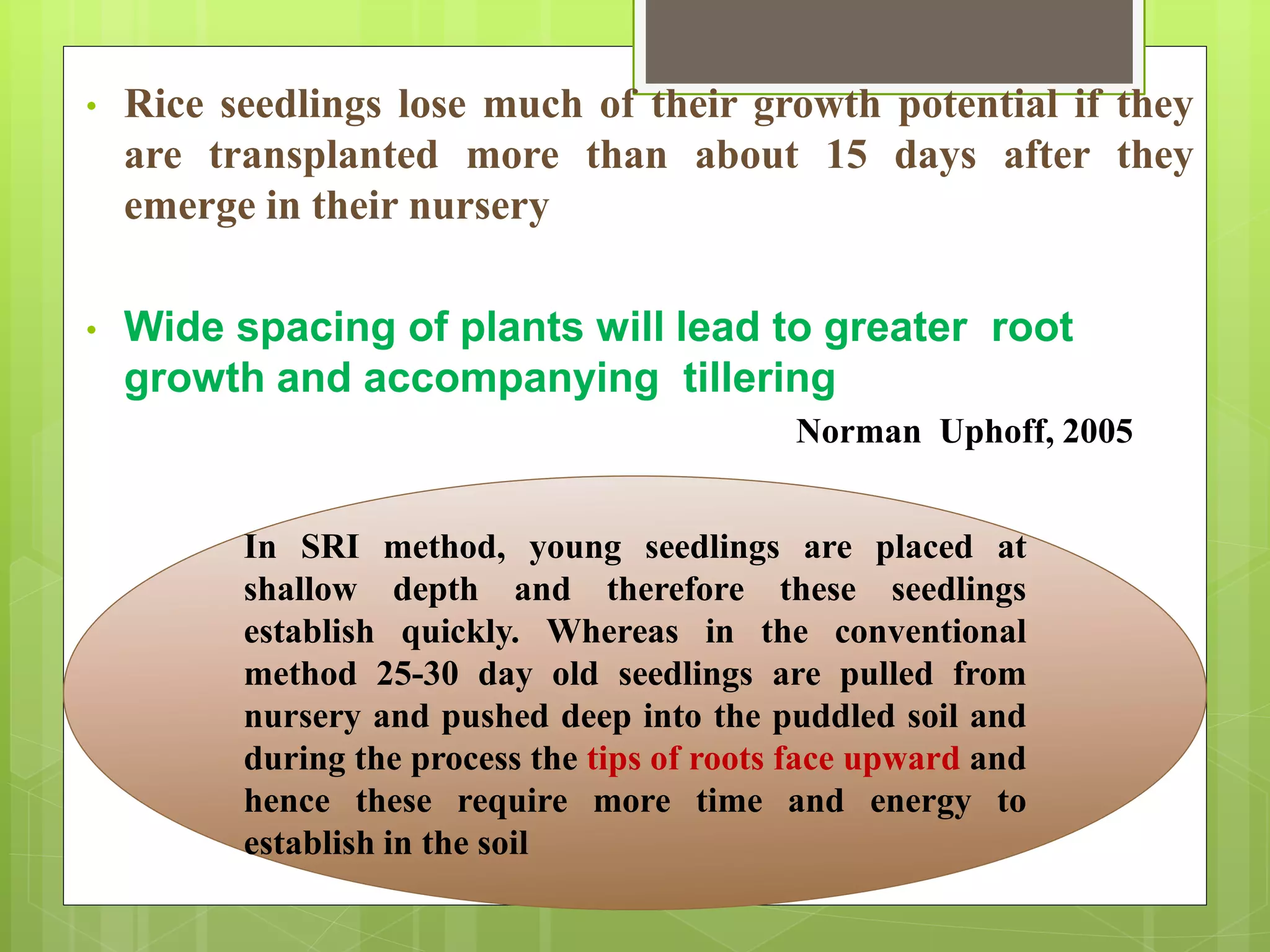 • Rice seedlings lose much of their growth potential if they
are transplanted more than about 15 days after they
emerge in their nursery
• Wide spacing of plants will lead to greater root
growth and accompanying tillering
In SRI method, young seedlings are placed at
shallow depth and therefore these seedlings
establish quickly. Whereas in the conventional
method 25-30 day old seedlings are pulled from
nursery and pushed deep into the puddled soil and
during the process the tips of roots face upward and
hence these require more time and energy to
establish in the soil
Norman Uphoff, 2005
 