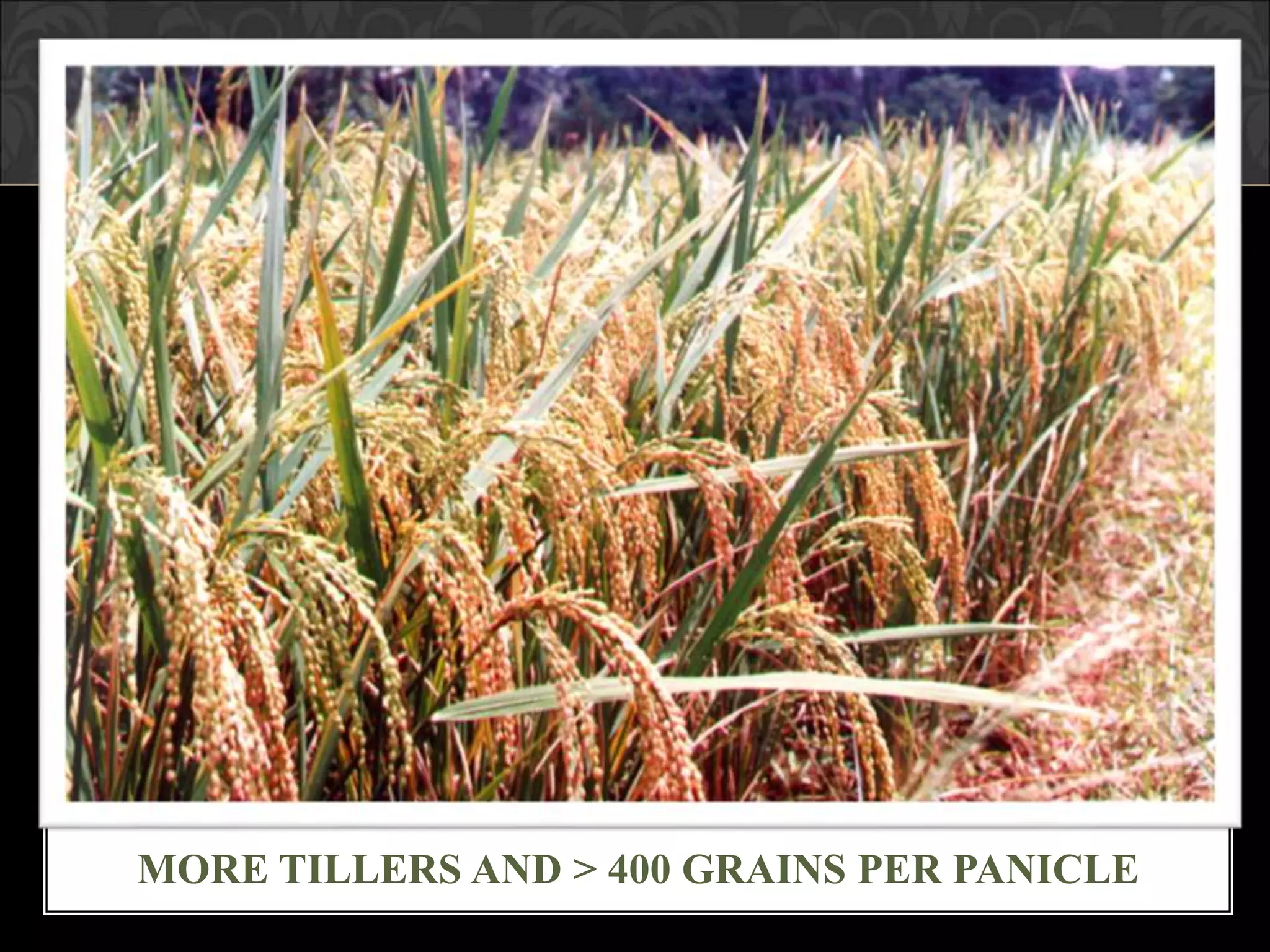 MORE TILLERS AND > 400 GRAINS PER PANICLE
 