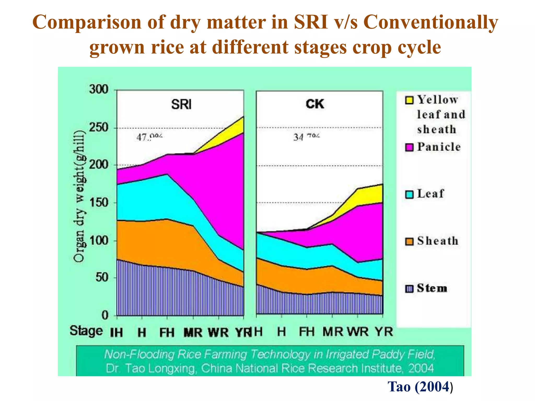 Comparison of dry matter in SRI v/s Conventionally
grown rice at different stages crop cycle
Tao (2004)
 