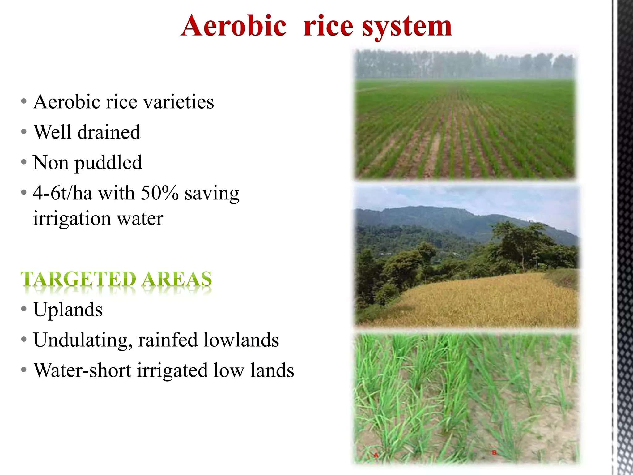 • Aerobic rice varieties
• Well drained
• Non puddled
• 4-6t/ha with 50% saving
irrigation water
• Uplands
• Undulating, rainfed lowlands
• Water-short irrigated low lands
Aerobic rice system
 