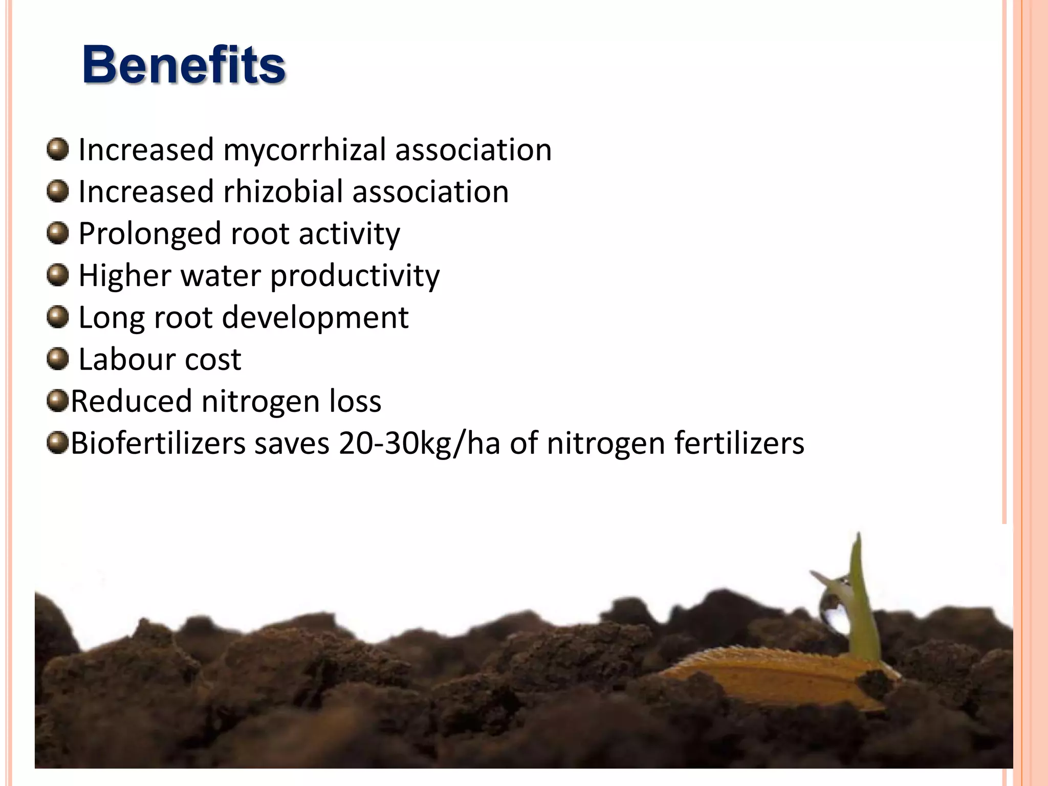 Benefits
Increased mycorrhizal association
Increased rhizobial association
Prolonged root activity
Higher water productivity
Long root development
Labour cost
Reduced nitrogen loss
Biofertilizers saves 20-30kg/ha of nitrogen fertilizers
 