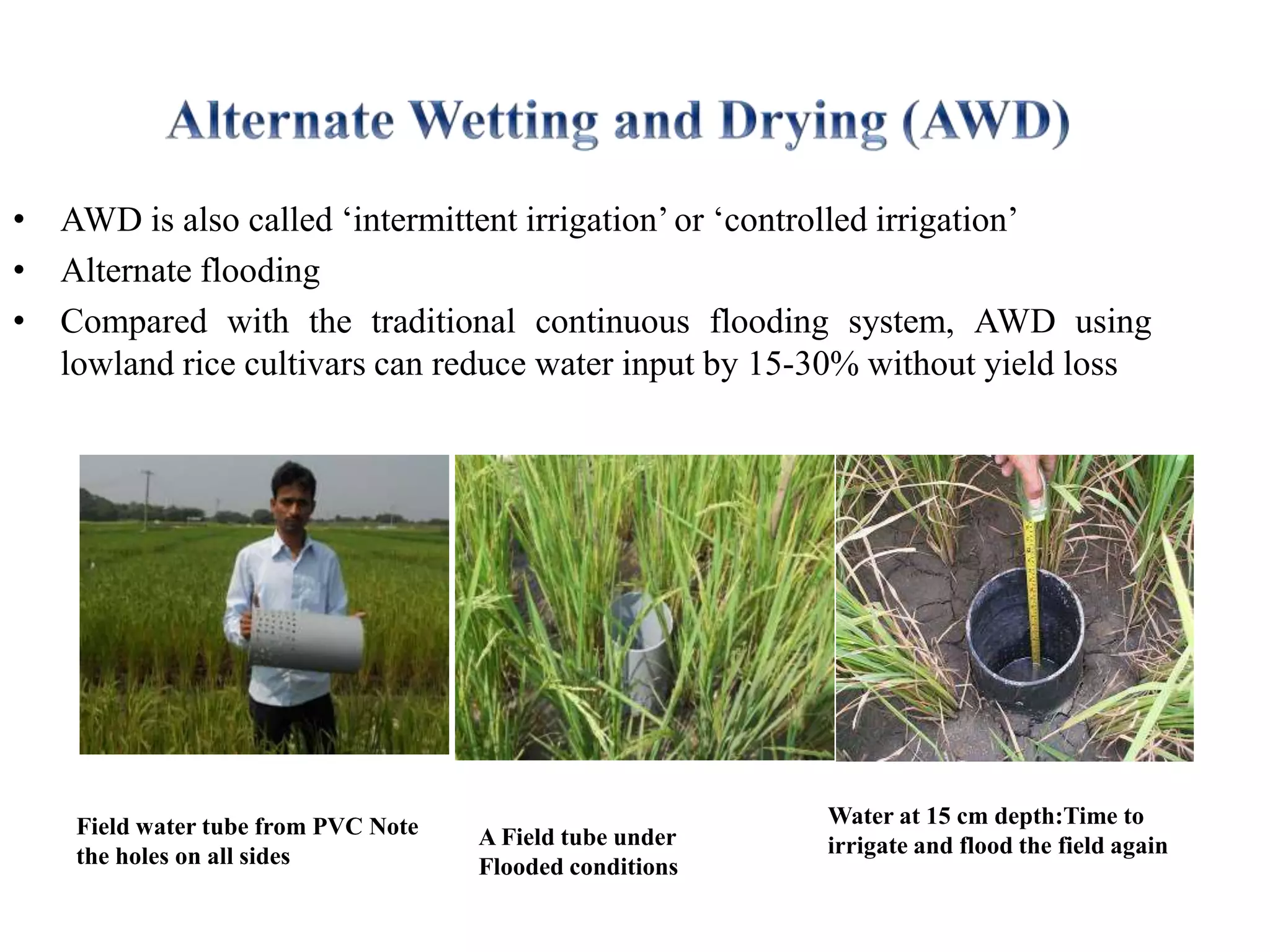 • AWD is also called ‘intermittent irrigation’ or ‘controlled irrigation’
• Alternate flooding
• Compared with the traditional continuous flooding system, AWD using
lowland rice cultivars can reduce water input by 15-30% without yield loss
Field water tube from PVC Note
the holes on all sides
A Field tube under
Flooded conditions
Water at 15 cm depth:Time to
irrigate and flood the field again
 