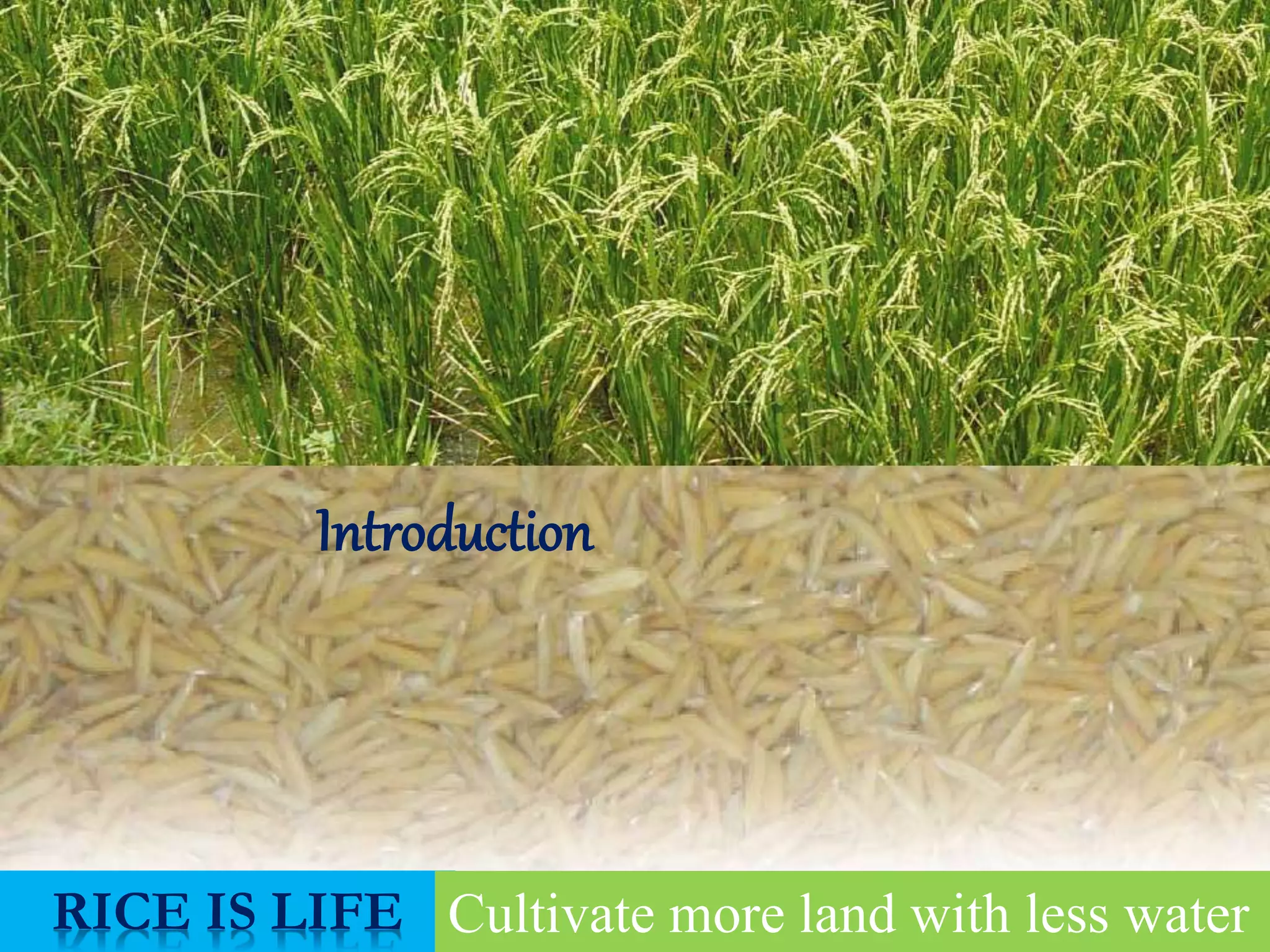 RICE IS LIFE Cultivate more land with less water
Introduction
 