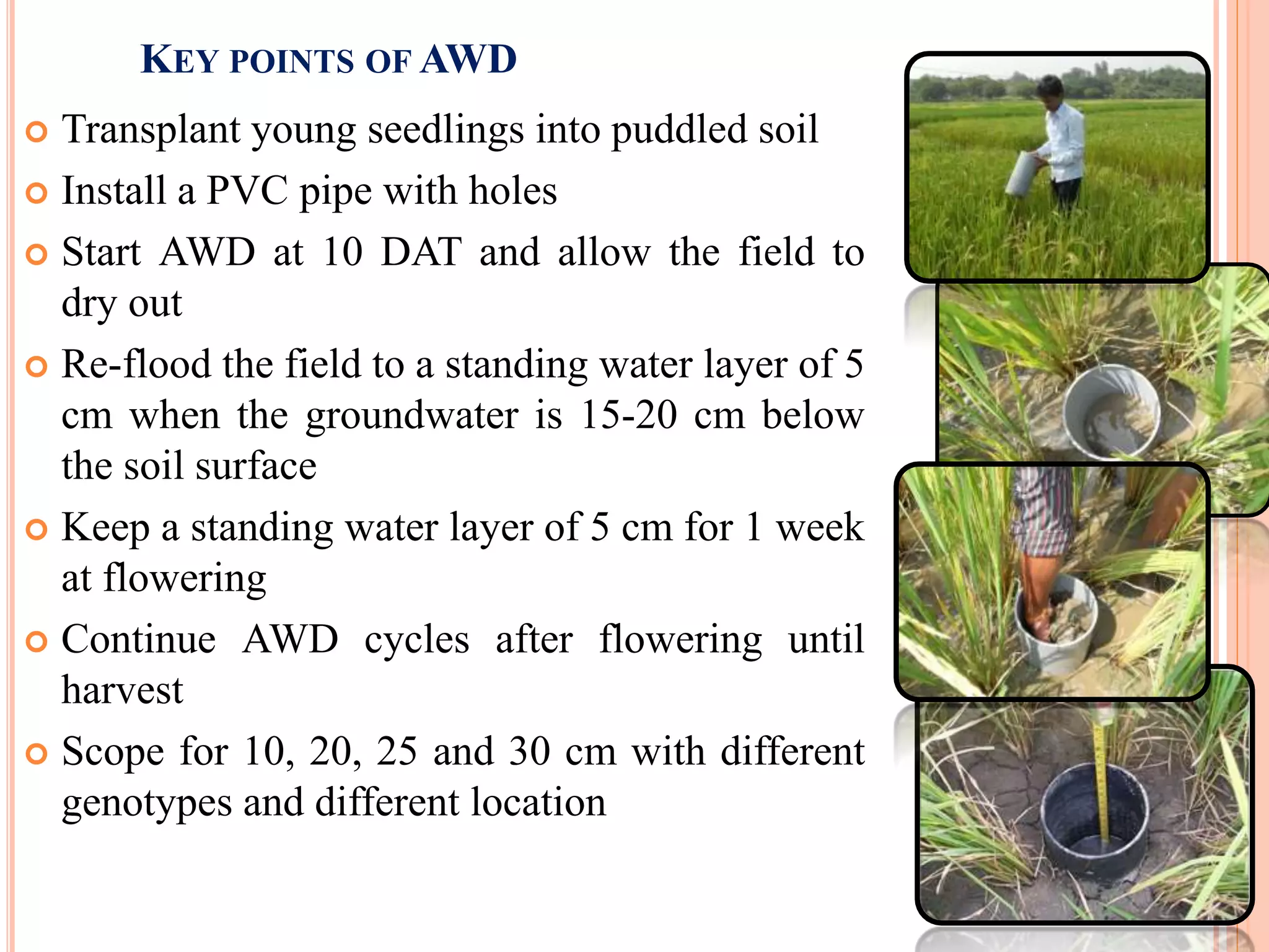 KEY POINTS OF AWD
 Transplant young seedlings into puddled soil
 Install a PVC pipe with holes
 Start AWD at 10 DAT and allow the field to
dry out
 Re-flood the field to a standing water layer of 5
cm when the groundwater is 15-20 cm below
the soil surface
 Keep a standing water layer of 5 cm for 1 week
at flowering
 Continue AWD cycles after flowering until
harvest
 Scope for 10, 20, 25 and 30 cm with different
genotypes and different location
 