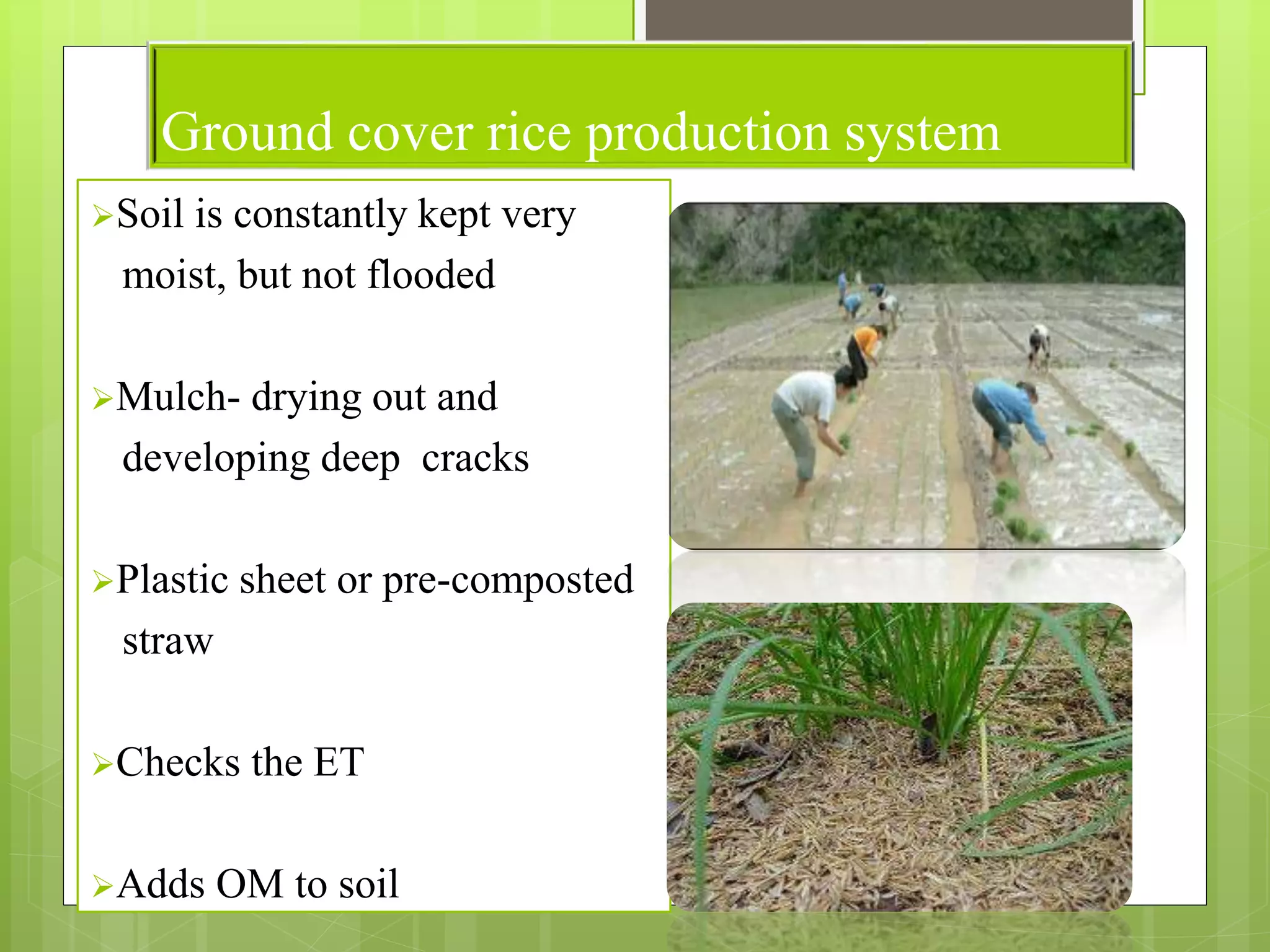 Ground cover rice production system
Soil is constantly kept very
moist, but not flooded
Mulch- drying out and
developing deep cracks
Plastic sheet or pre-composted
straw
Checks the ET
Adds OM to soil
 