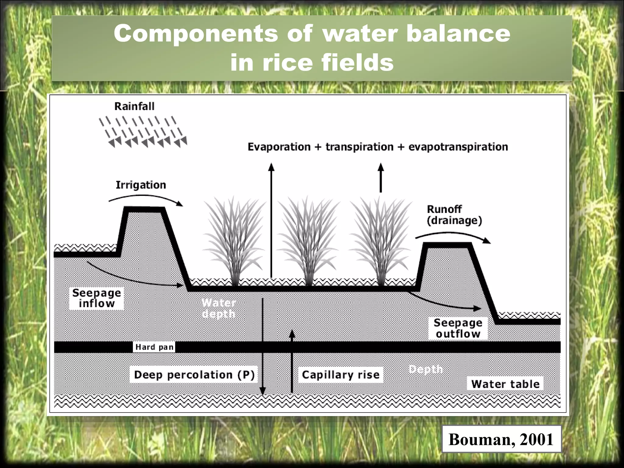 Bouman, 2001
Components of water balance
in rice fields
 
