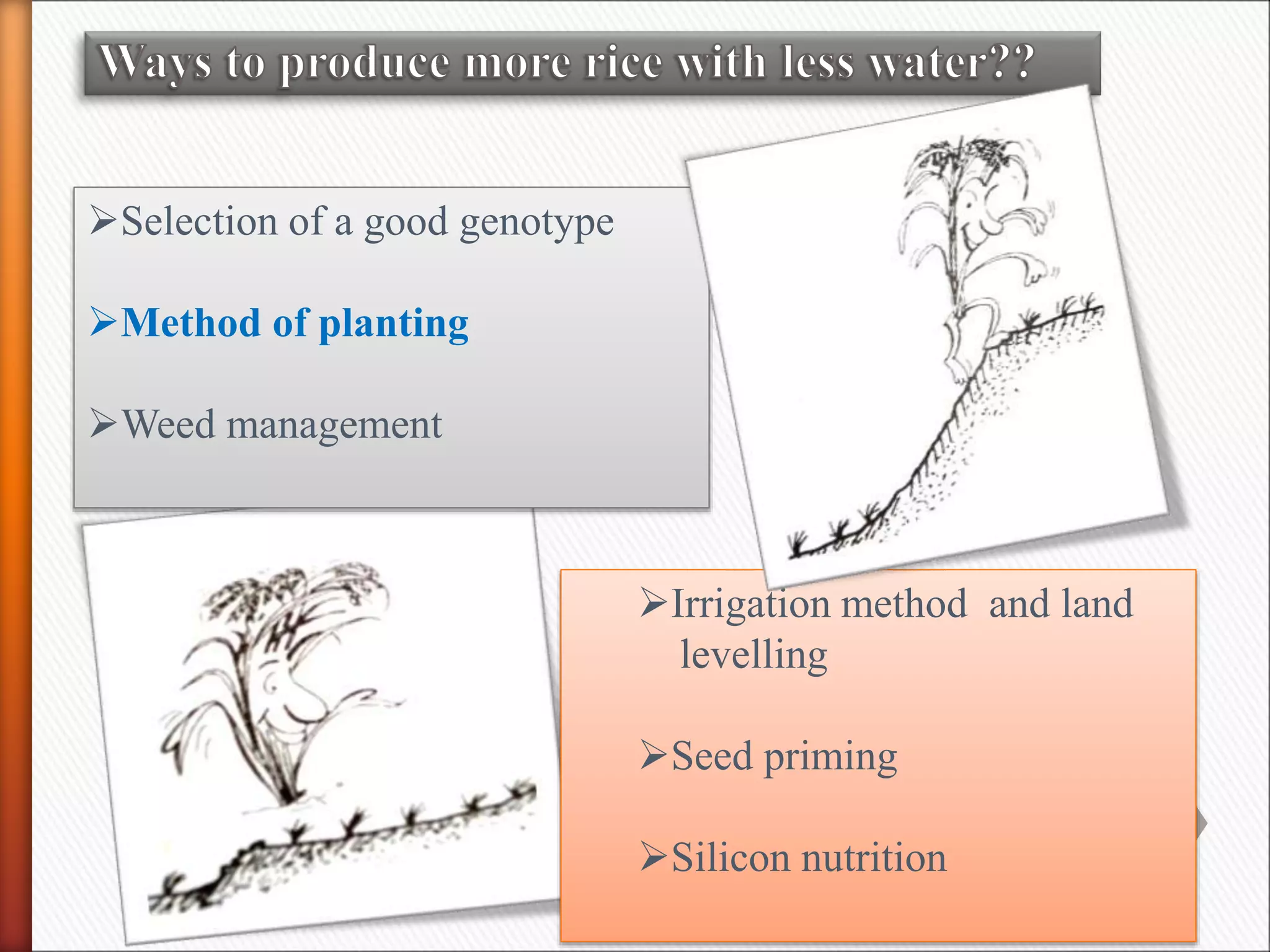 Selection of a good genotype
Method of planting
Weed management
Irrigation method and land
levelling
Seed priming
Silicon nutrition
 