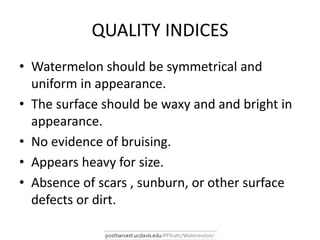 QUALITY INDICES
• Watermelon should be symmetrical and
uniform in appearance.
• The surface should be waxy and and bright in
appearance.
• No evidence of bruising.
• Appears heavy for size.
• Absence of scars , sunburn, or other surface
defects or dirt.
 