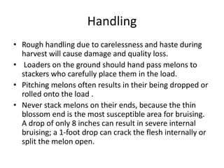 Handling
• Rough handling due to carelessness and haste during
harvest will cause damage and quality loss.
• Loaders on the ground should hand pass melons to
stackers who carefully place them in the load.
• Pitching melons often results in their being dropped or
rolled onto the load .
• Never stack melons on their ends, because the thin
blossom end is the most susceptible area for bruising.
A drop of only 8 inches can result in severe internal
bruising; a 1-foot drop can crack the flesh internally or
split the melon open.
 