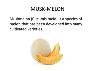 MUSK-MELON
Muskmelon (Cucumis melo) is a species of
melon that has been developed into many
cultivated varieties.
 